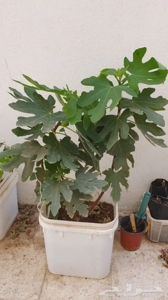 شجرة تين تركي احمر . 4