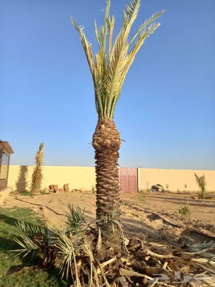 تركيب شبوك وزراعة النخيل ضرماء الجله المشعله جو 18