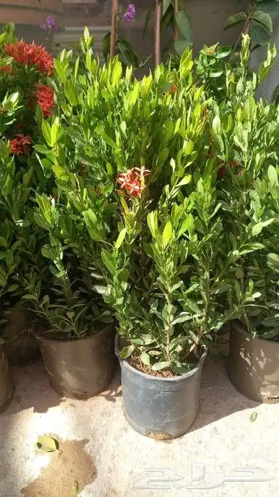 تنسيق حدائق لجميع الحدايق المنزلية والاسترحات 5