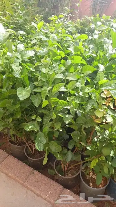 تنسيق حدائق لجميع الحدايق المنزلية والاسترحات 4