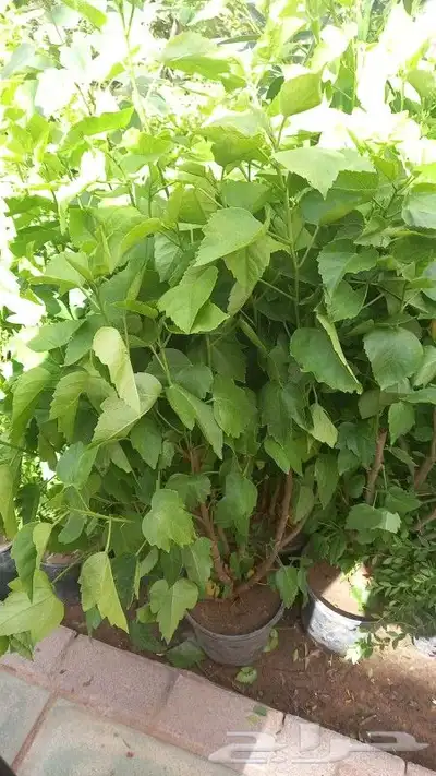 تنسيق حدائق لجميع الحدايق المنزلية والاسترحات 6