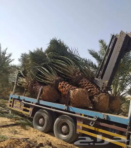 تركيب الشبوك وتوريدالنخيل 10