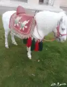 تاجير العاب وطاولات رياضيه 1