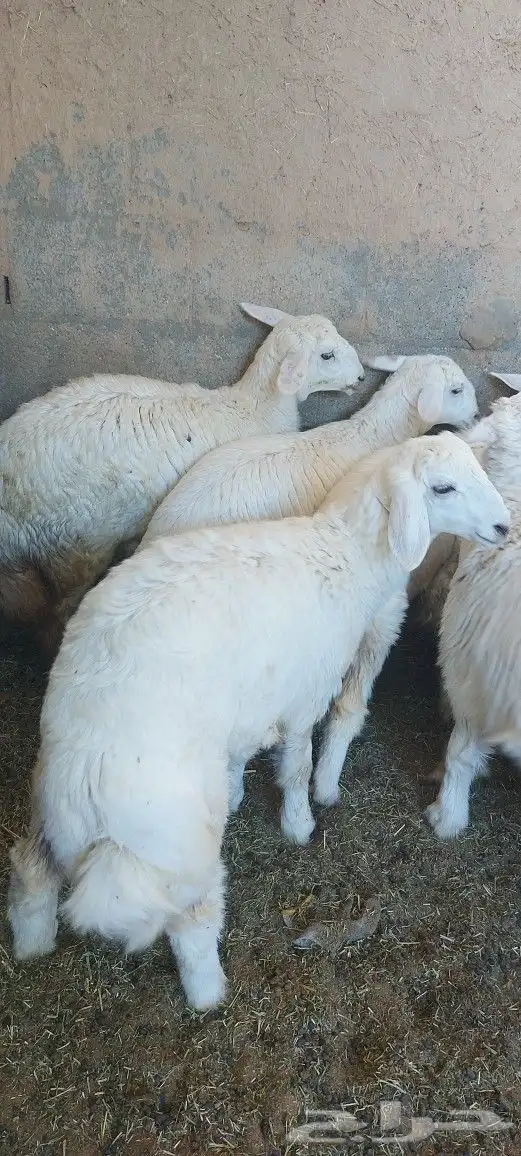مطعم الخير يقدم.. 7