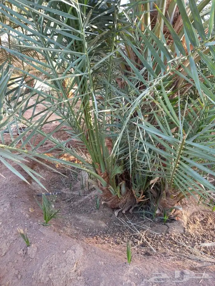 تركيب شبوك وزراعة النخيل ضرماء الجله المشعله جو 1