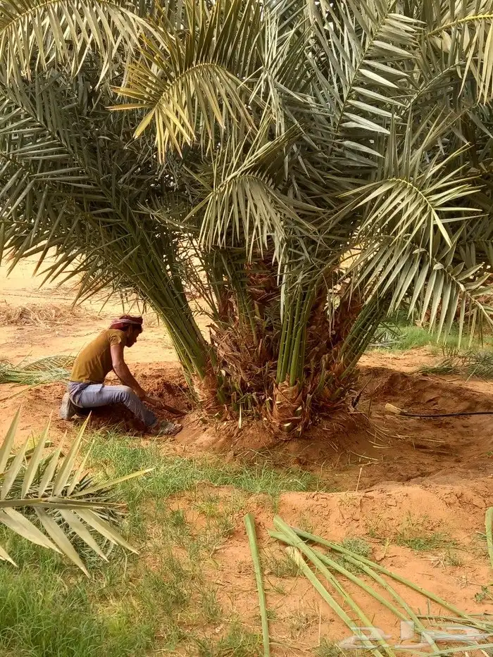 تركيب شبوك وزراعة النخيل ضرماء الجله المشعله جو 8