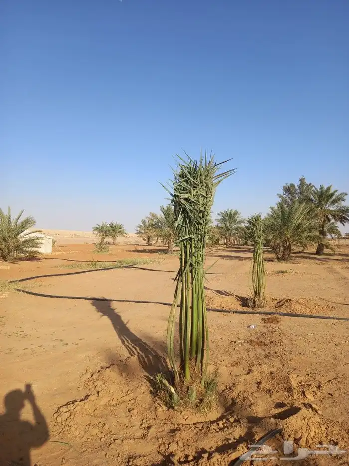 تركيب شبوك وزراعة النخيل ضرماء الجله المشعله جو 9