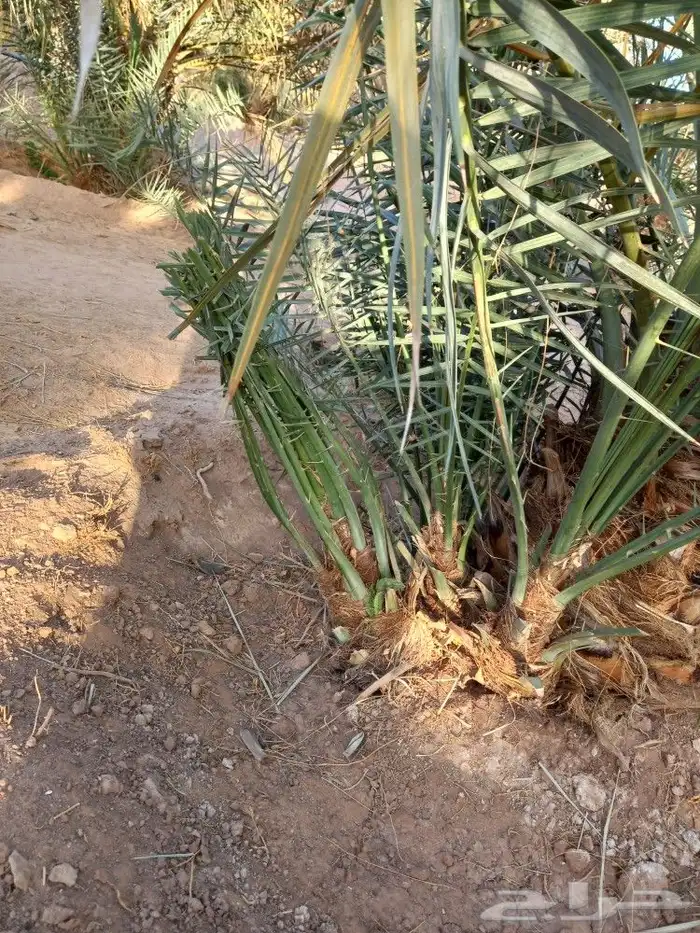 تركيب شبوك وزراعة النخيل ضرماء الجله المشعله جو 2