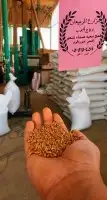 قمح معيه القصيم انتاج مزرعتنا 1