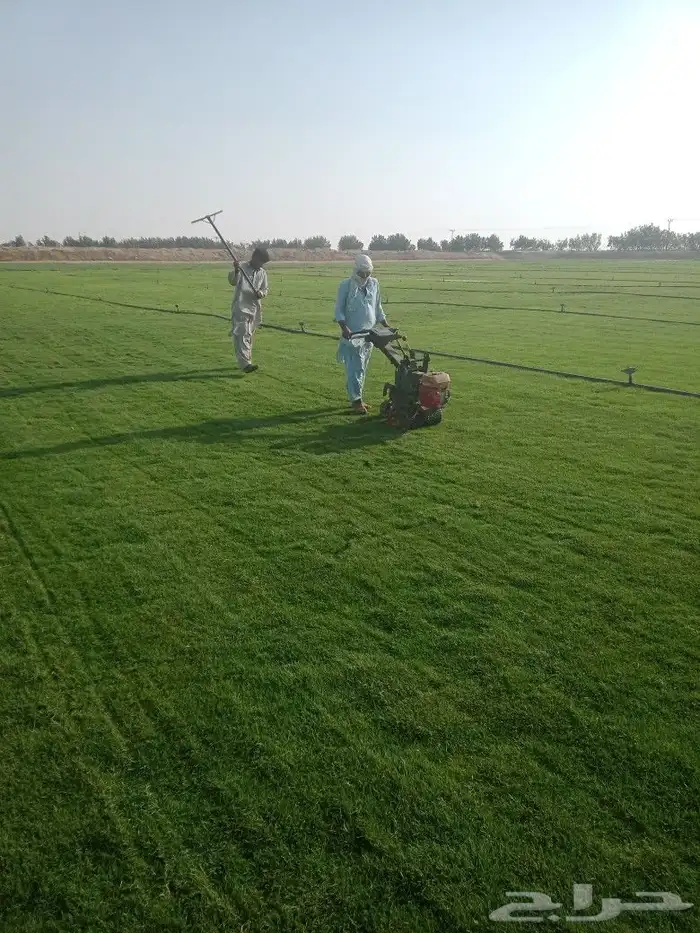 نجيلة طبيعي زراعي 3