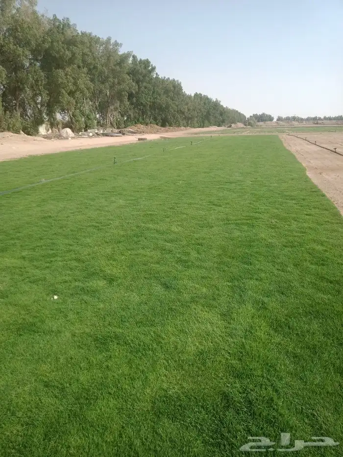 نجيلة طبيعي زراعي 5