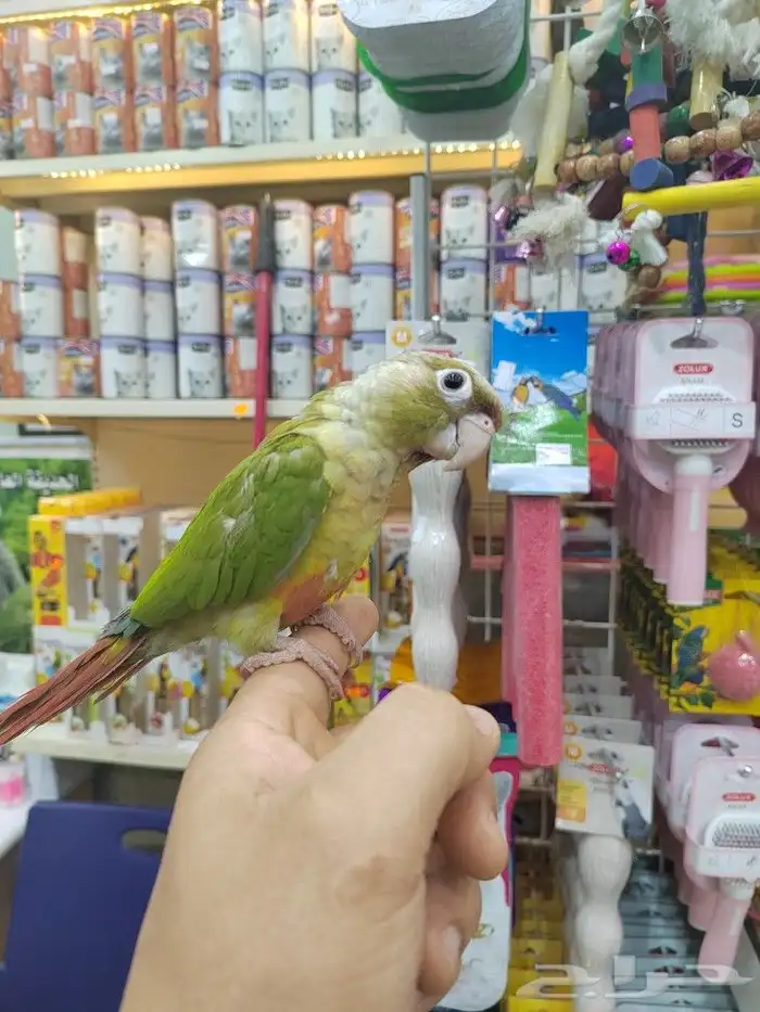 ببغاء كنيور روز صن كنيور أليفه الوان فخمه 15