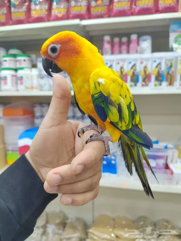 ببغاء كنيور روز صن كنيور أليفه الوان فخمه 8