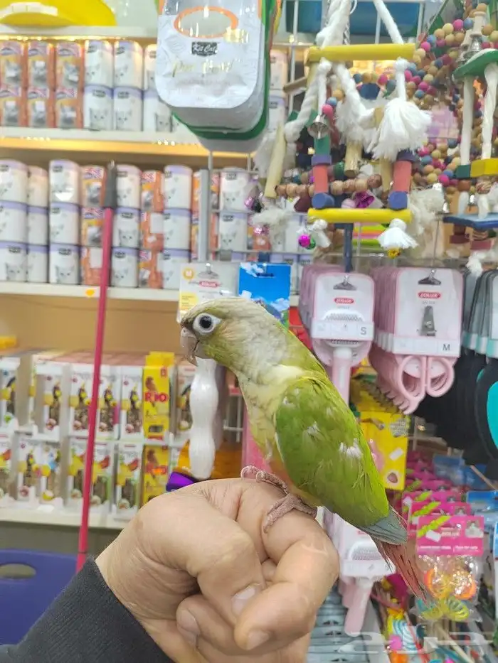 ببغاء كنيور روز صن كنيور أليفه الوان فخمه 17