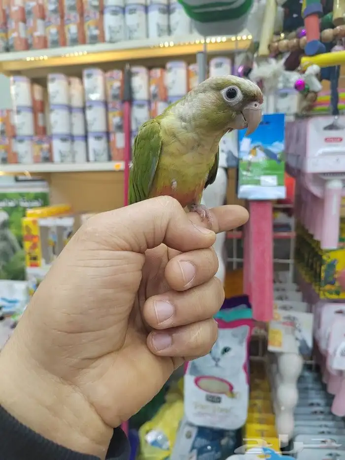 ببغاء كنيور روز صن كنيور أليفه الوان فخمه 20