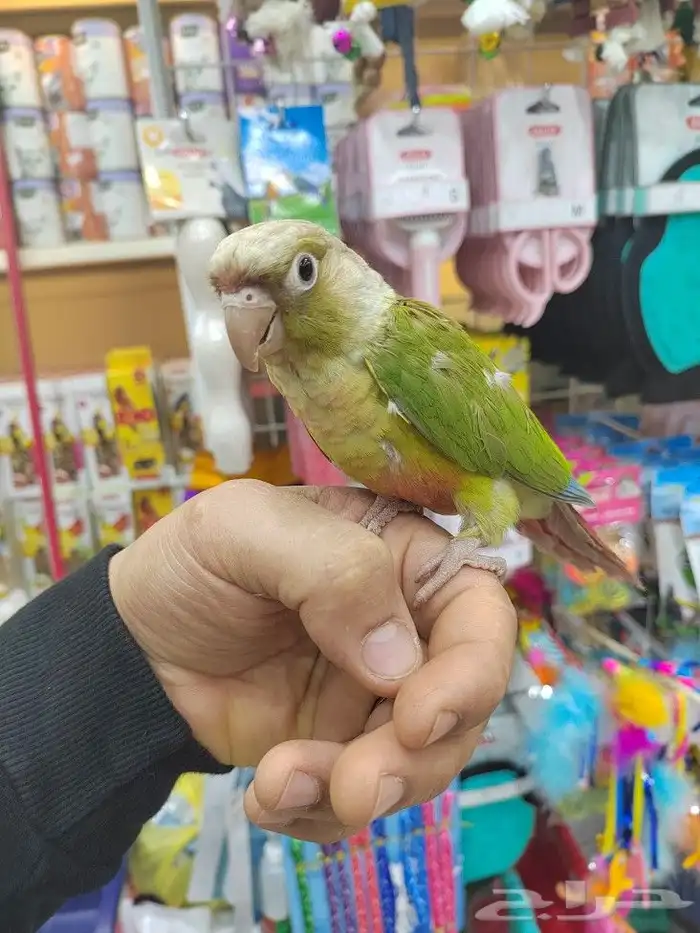 ببغاء كنيور روز صن كنيور أليفه الوان فخمه 12