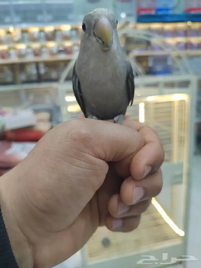 ببغاء كنيور روز صن كنيور أليفه الوان فخمه 1