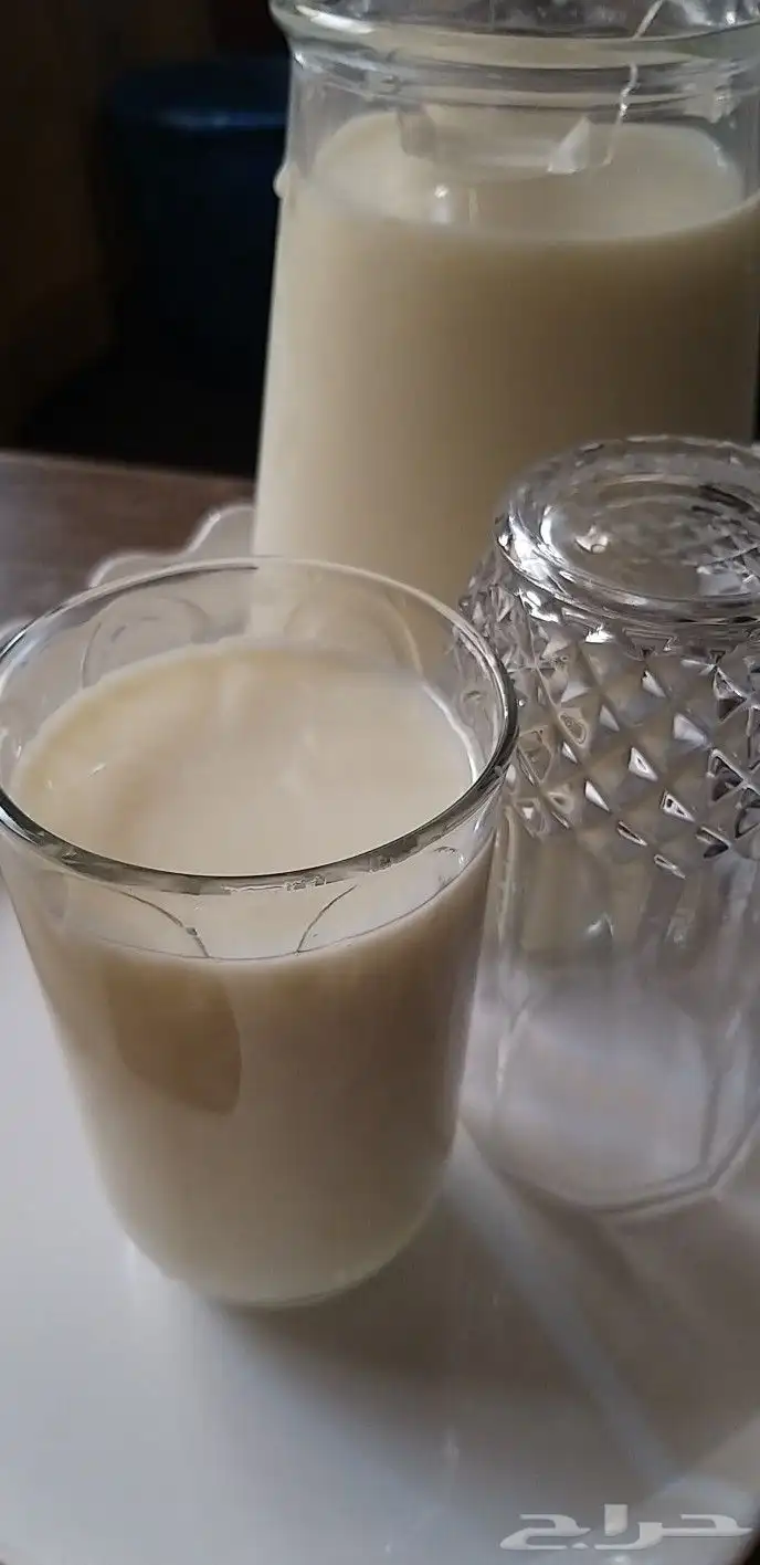 لبن غنم حليب ماعز لبن بقر حليب بقر خلفات زبدة 2