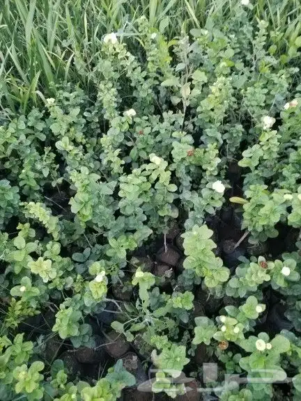 شتلات زراعية _زينه _ مثمرة_ عطرية _موسمية 4
