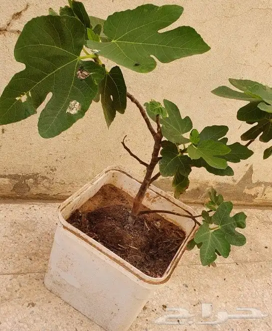 شجرة تين تركي احمر . 3