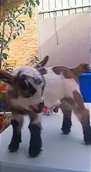 ماعز قزمي مباع بارك الله 0