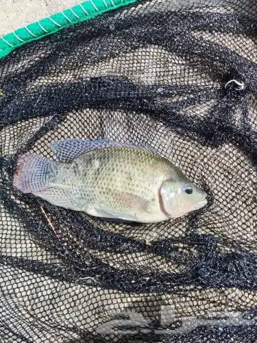 سمك بلطي حي من المزرعة 1