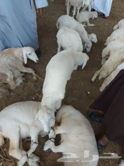 مطعم الخير للخروف المشوي 17