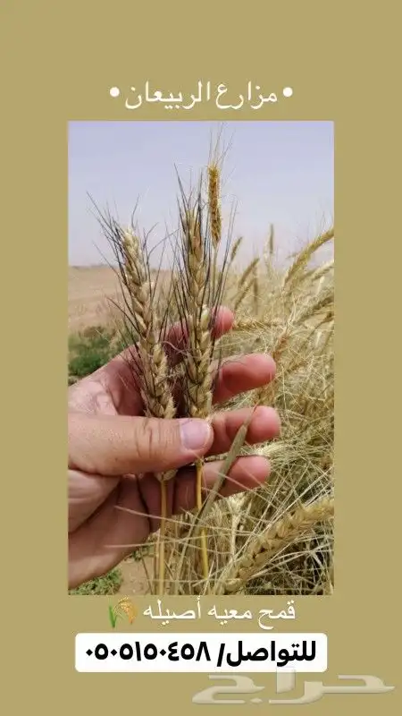قمح معيه انتاج مزرعتنا 0