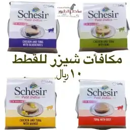 اكل قطط رويال بريتش بنغال راغدول ماين كون 52