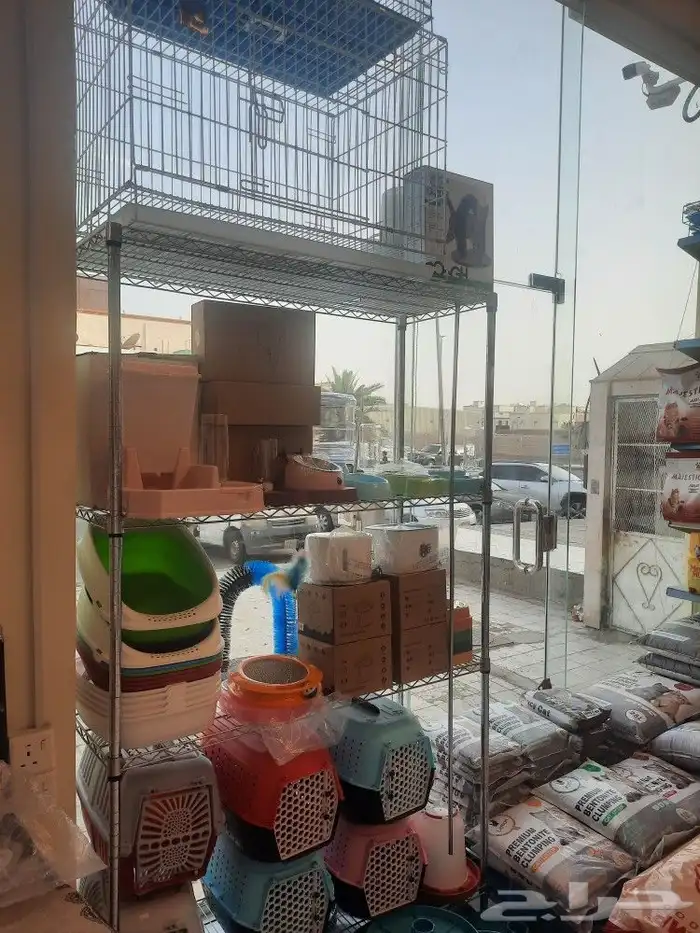 اكل قطط رويال بريتش بنغال راغدول ماين كون 18