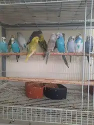 اغراض ومستلزمات طيور وقطط كروان هملايا سيامي 76