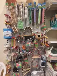 اغراض ومستلزمات طيور وقطط كروان هملايا سيامي 78