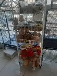 اغراض ومستلزمات طيور وقطط كروان هملايا سيامي 71