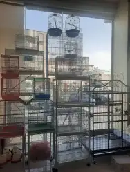 اغراض ومستلزمات طيور وقطط كروان هملايا سيامي 69