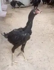 بيض دجاج زينه مخصب ب50 ريال 7
