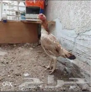 بيض دجاج زينه مخصب ب50 ريال 5