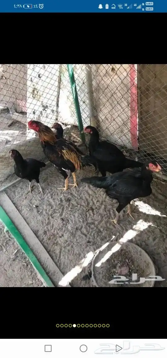 بيض دجاج زينه مخصب ب50 ريال 1