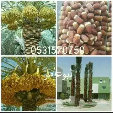 مقاول نخيل تعديل النخل قلع وغرس تكريب تحويض 0