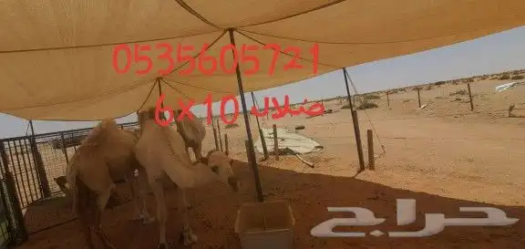 مظلة أغنام ظلال للابل خيام باكستانيه دولاب تخ 5