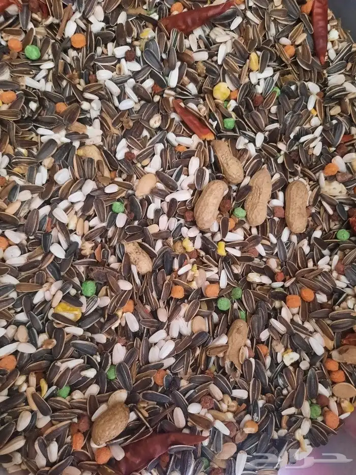 مستلزمات بادجي كروان كاسكو حسون روز كنيور دره 31