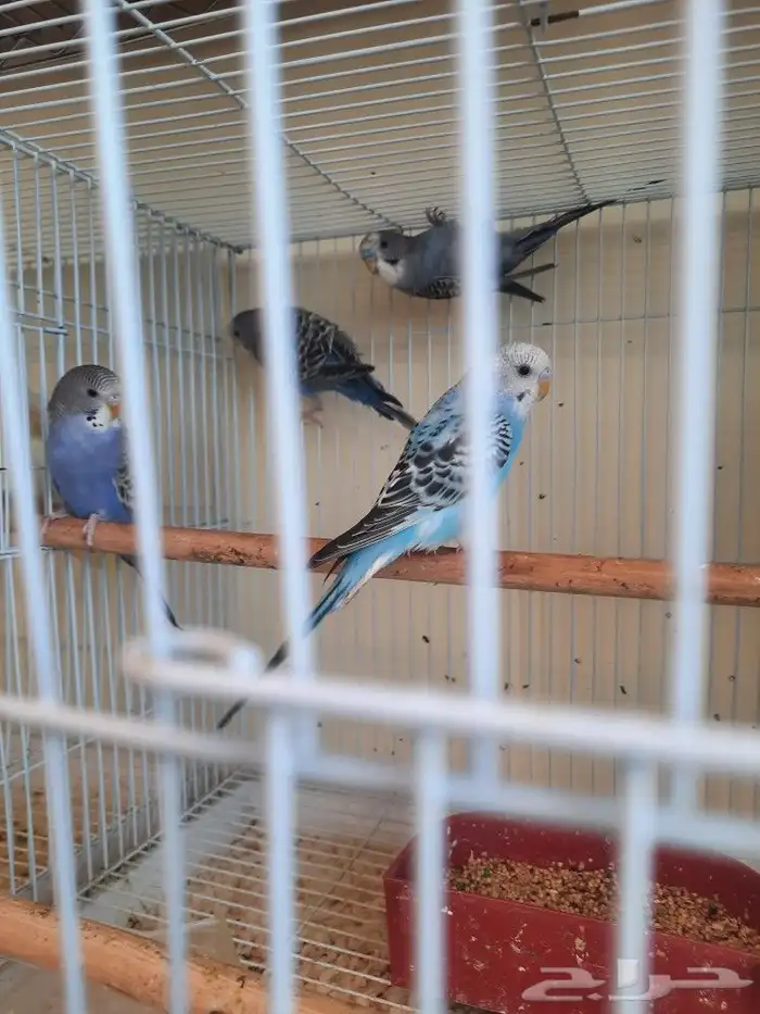 مستلزمات بادجي كروان كاسكو حسون روز كنيور دره 14