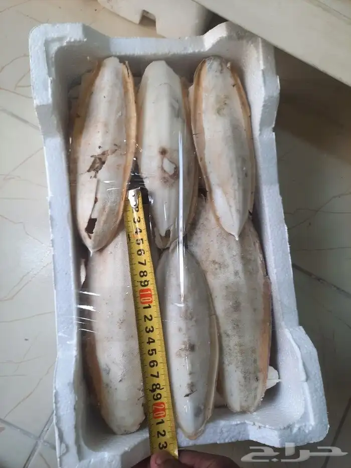 مستلزمات بادجي كروان كاسكو حسون روز كنيور دره 66