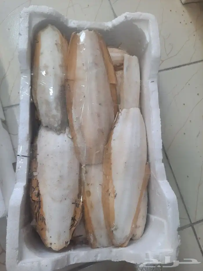 مستلزمات بادجي كروان كاسكو حسون روز كنيور دره 64