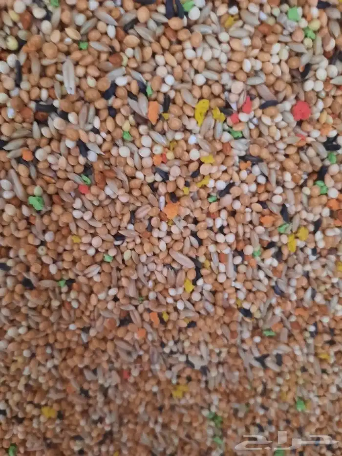 مستلزمات بادجي كروان كاسكو حسون روز كنيور دره 30