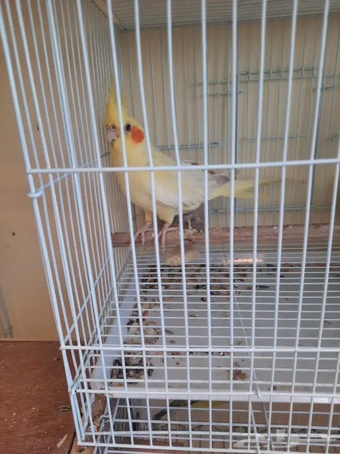 مستلزمات بادجي كروان كاسكو حسون روز كنيور دره 13