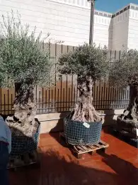 زراعه نخيل وأشجار وثيل. وقسم خاص لشبوك 0