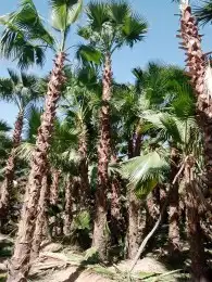 زراعه نخيل وأشجار وثيل. وقسم خاص لشبوك 1