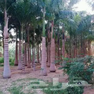 زراعه نخيل وأشجار وثيل. وقسم خاص لشبوك 3