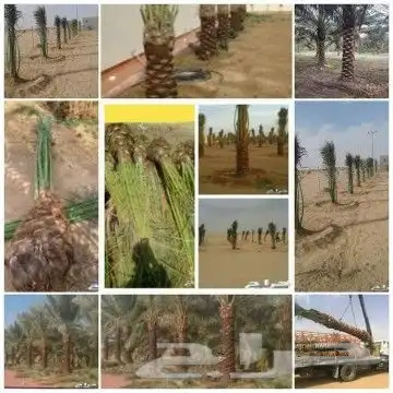 ابوعامر ألماربي لتوريد النخل 6