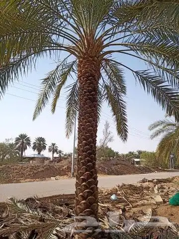 ابوعامر ألماربي لتوريد النخل 4